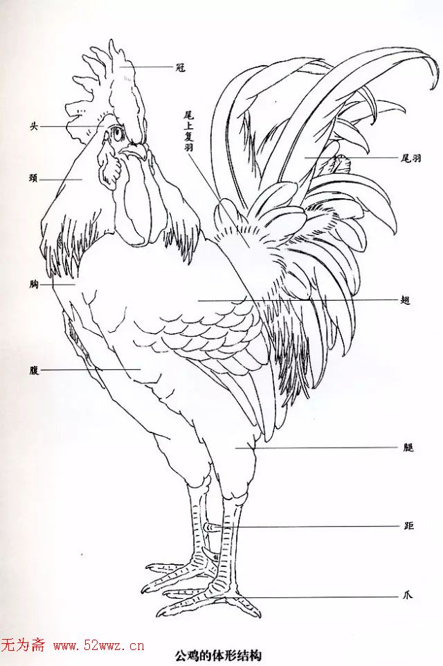 鸡的画法教程,附国画公鸡作品欣赏 图1