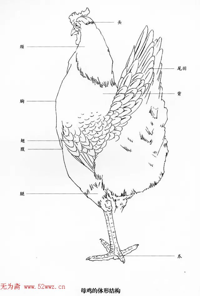 鸡的画法教程,附国画公鸡作品欣赏 图2