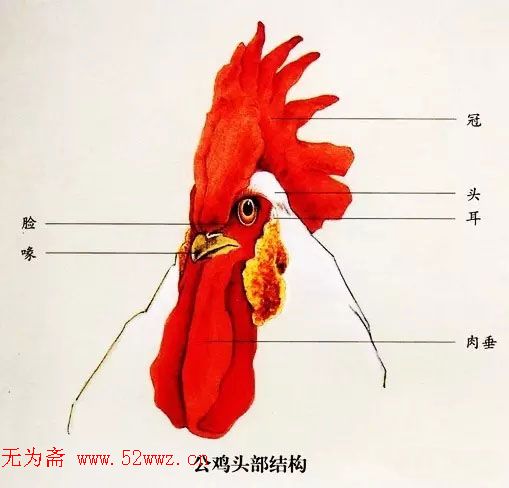 鸡的画法教程,附国画公鸡作品欣赏 图3