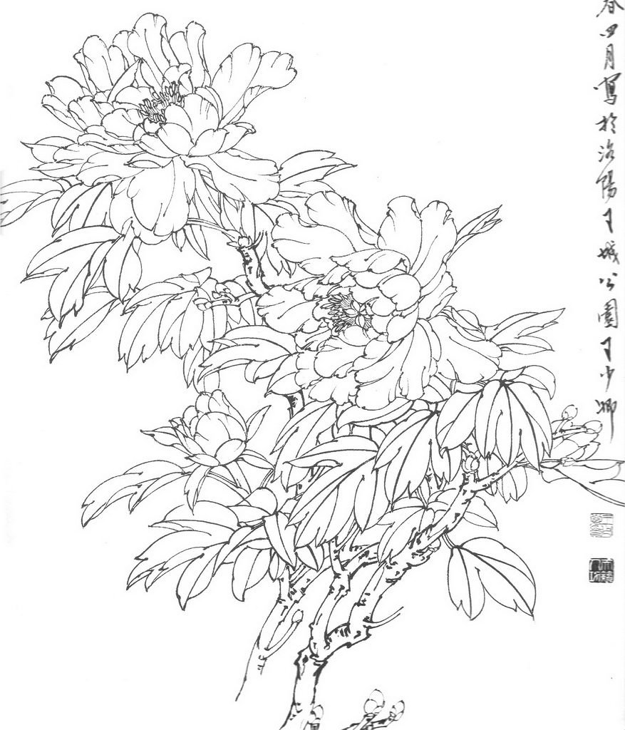 王少卿的白描牡丹 图10