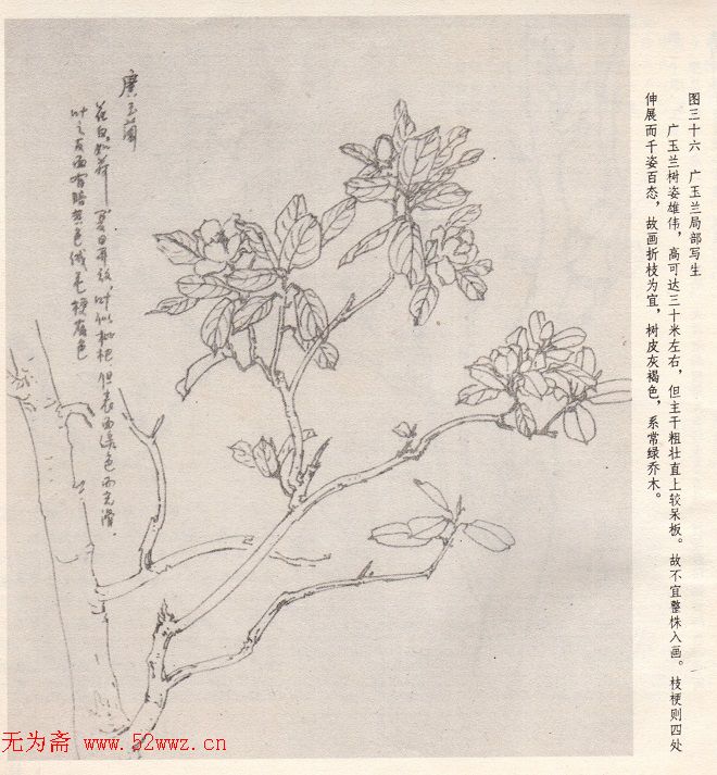 吴玉梅《怎样画玉兰花》 图1