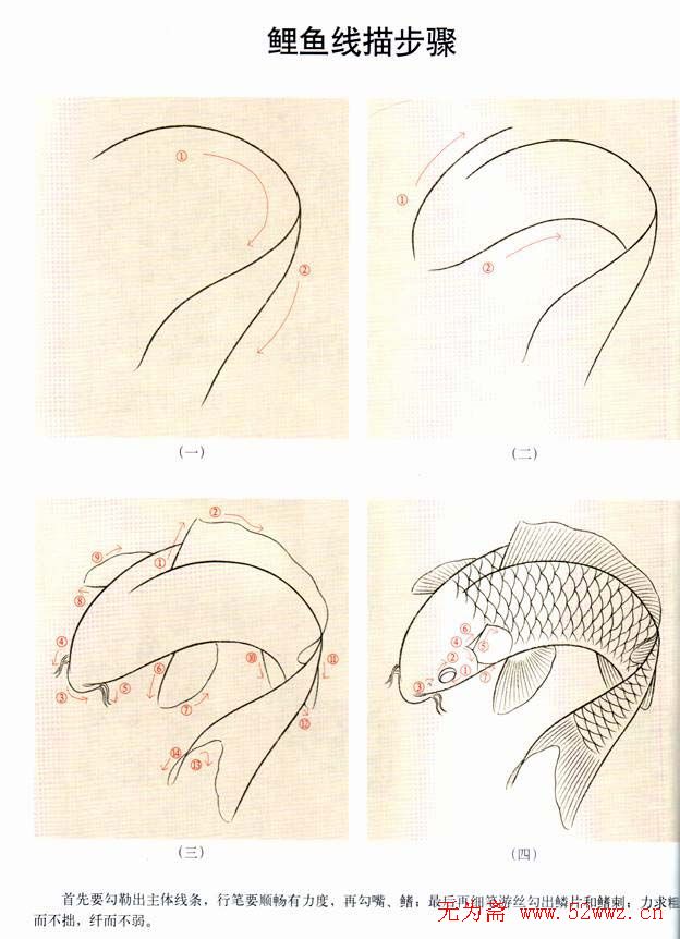 鲤鱼工笔画法步骤 图1